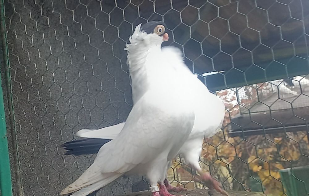 Krymki,krymka hamburska para