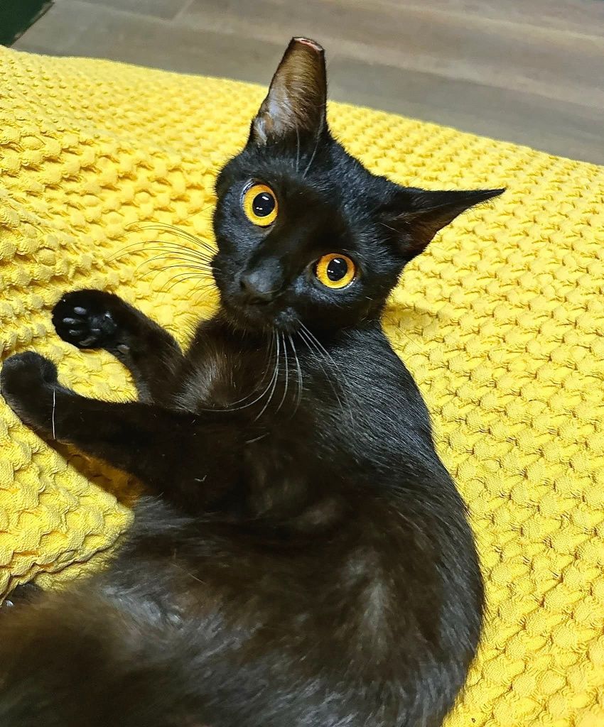 Kotki do adopcji