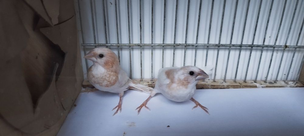 Ładna młoda parka mewek japońskich.