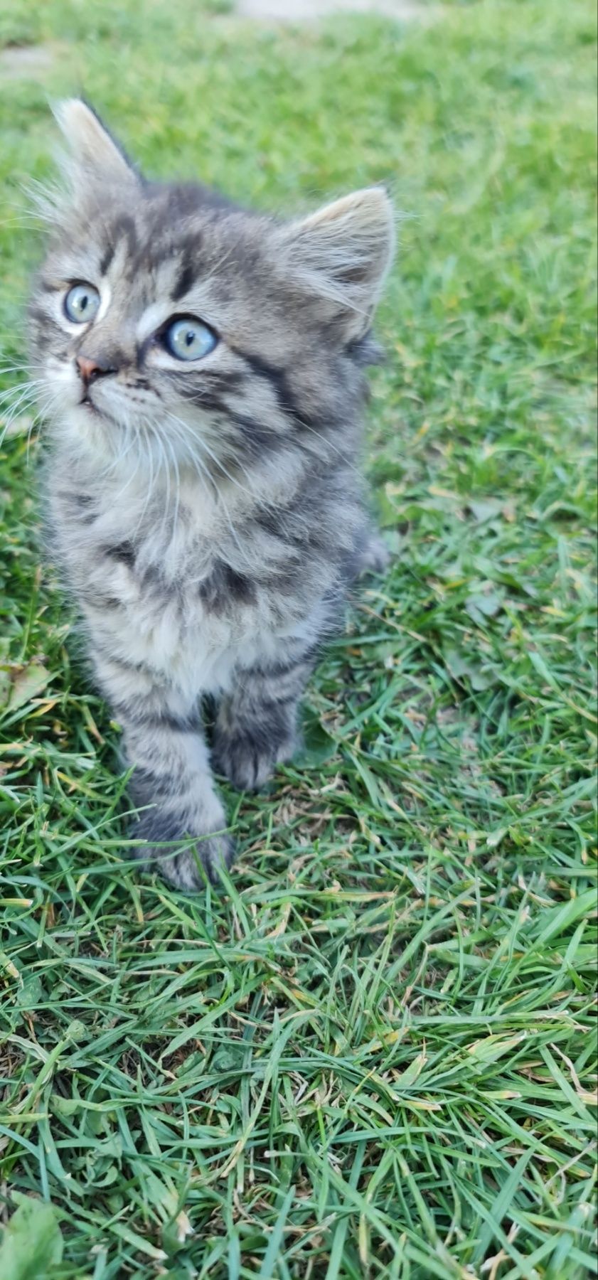 Віддам котиків, 1,5 місяця.