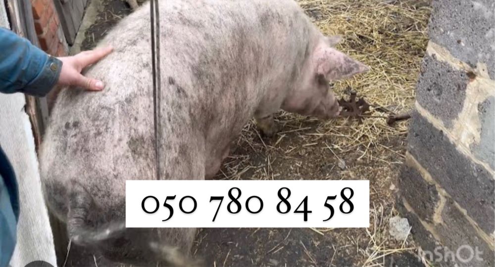 Свиноматки Поросні