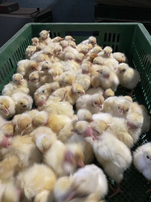 Суточный цыпленок долматинец белая инспанка