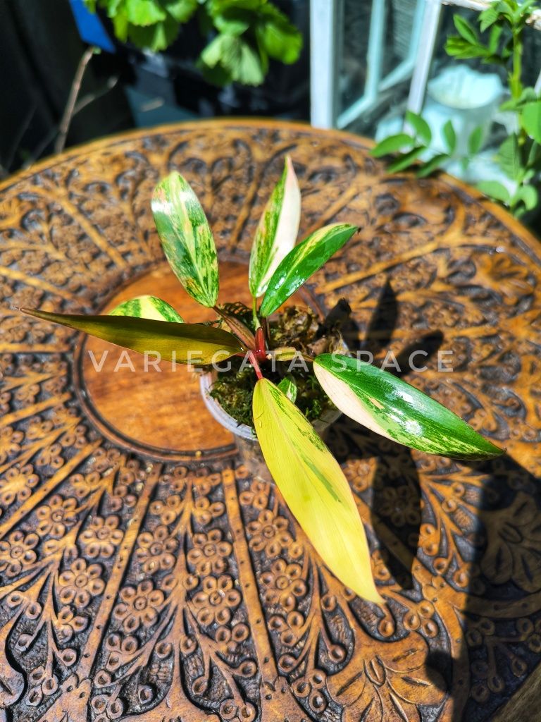 Philodendron Strawberry shake filodendron variegata Tajlandia
