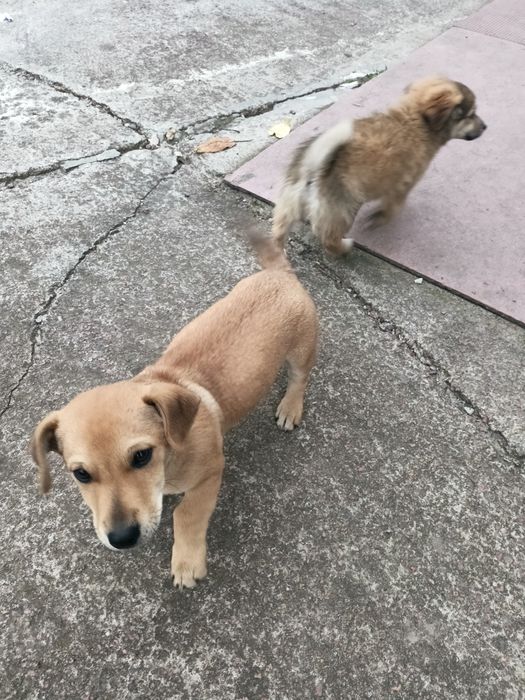 Маленькі цуценята від маленької мами