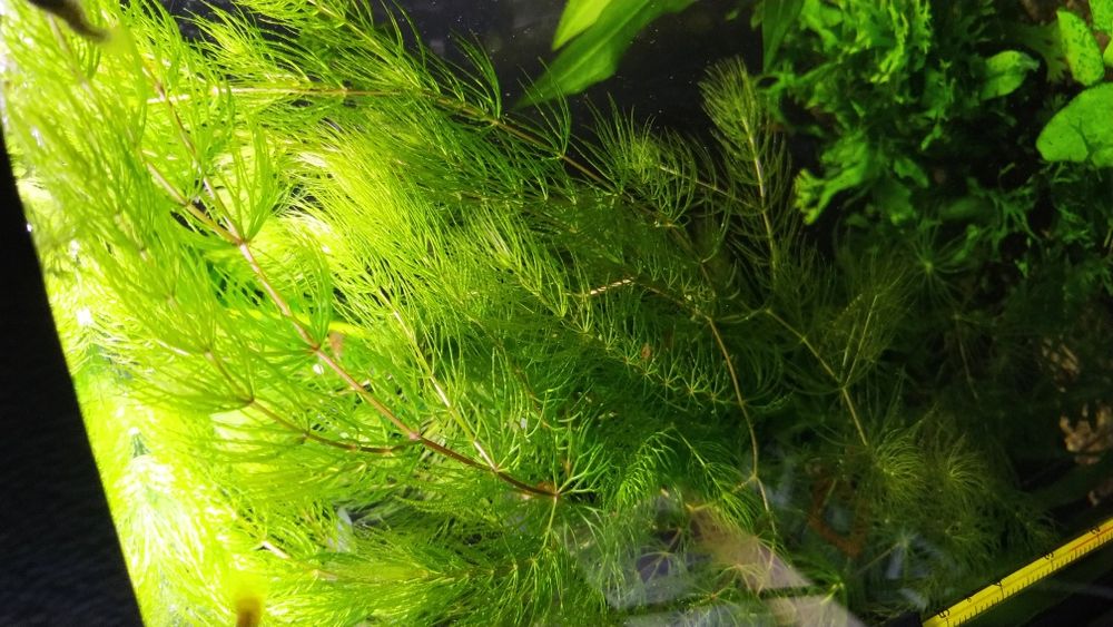 Rogatek roślina akwariowa