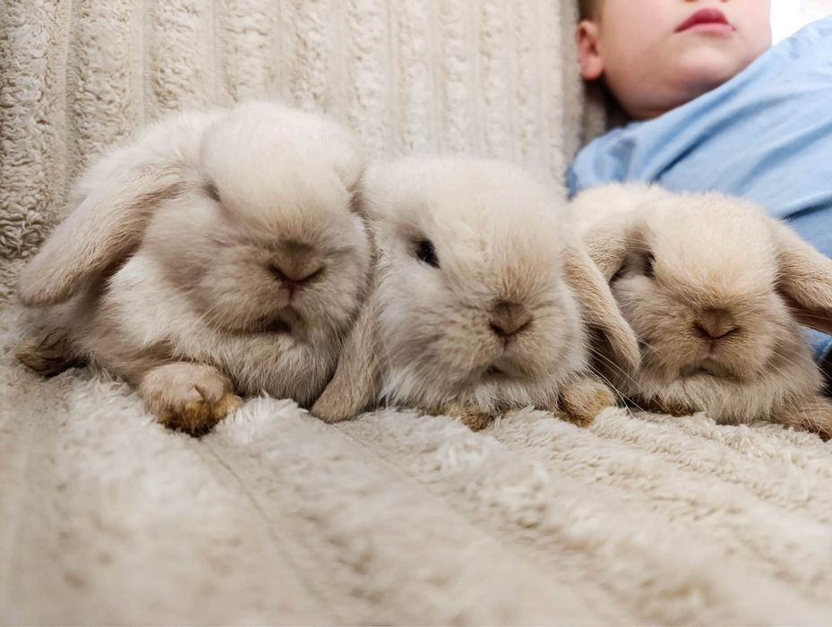 Królik miniaturka króliki mini lop