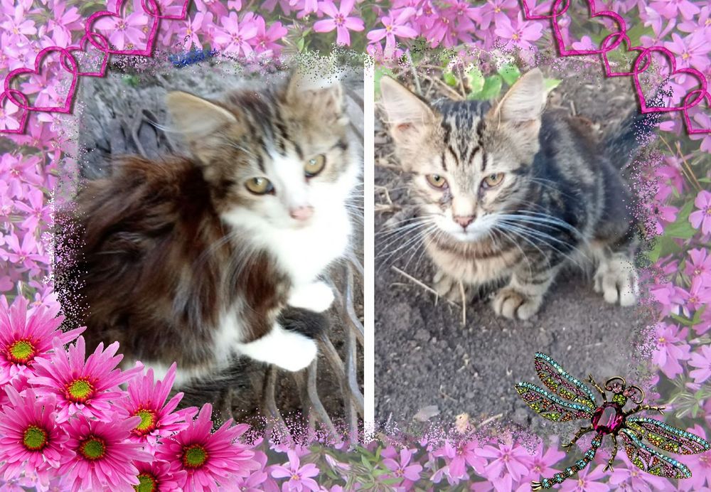 Отдам пушистых котят-мышеловов в хорошие руки!