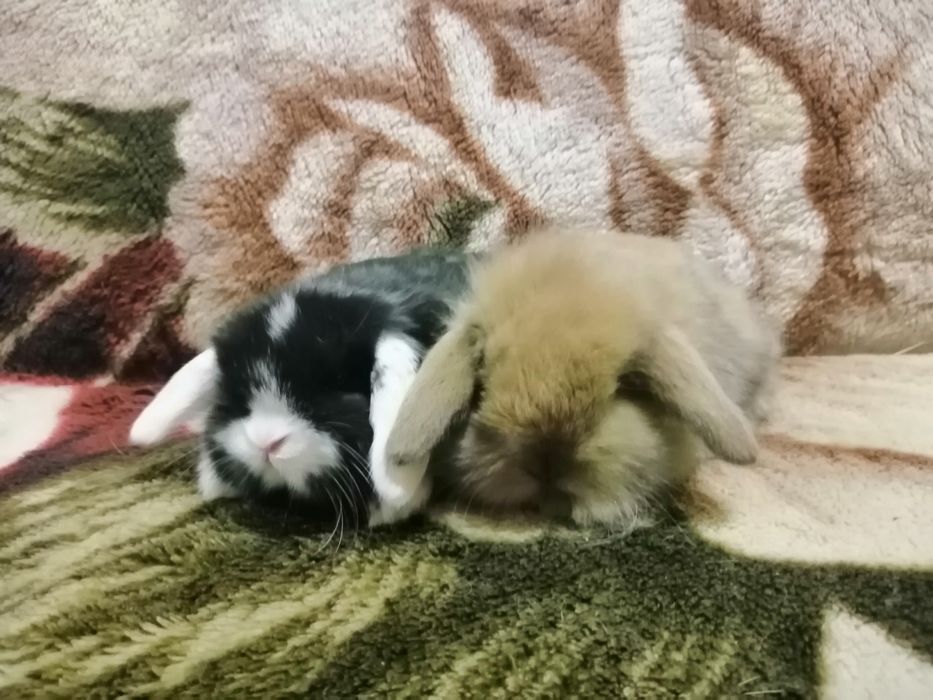 Декоративні (міні) кролики)