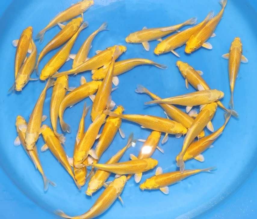 Carpa koi do Japão