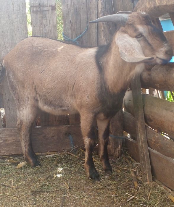 Кози молоді дійні.  Є вибір.