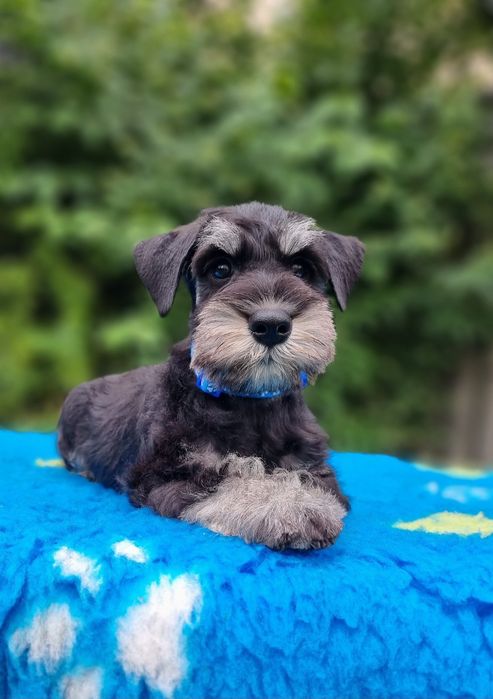 Цуценята цвергшнауцера