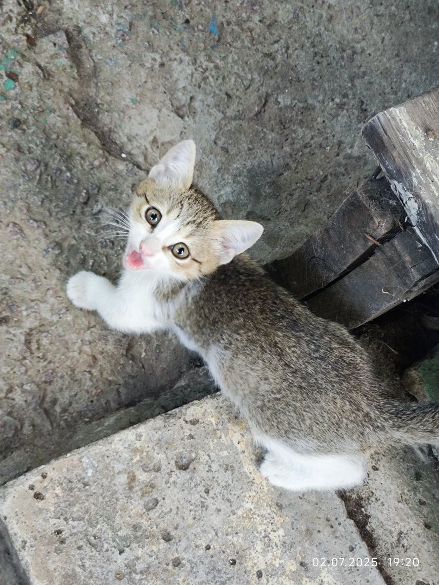 Котик і кішечка шукають дім