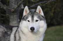 Piękna suczka Siberian Husky do adopcji