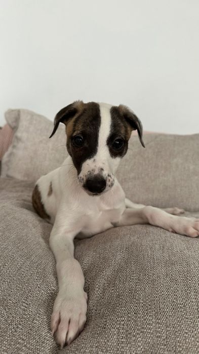 Chart Angielski Whippet