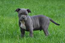 Szczeniak amstaff
