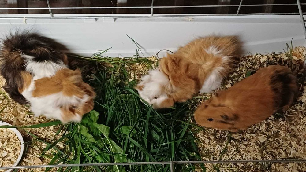 Świnki Morskie Kawie