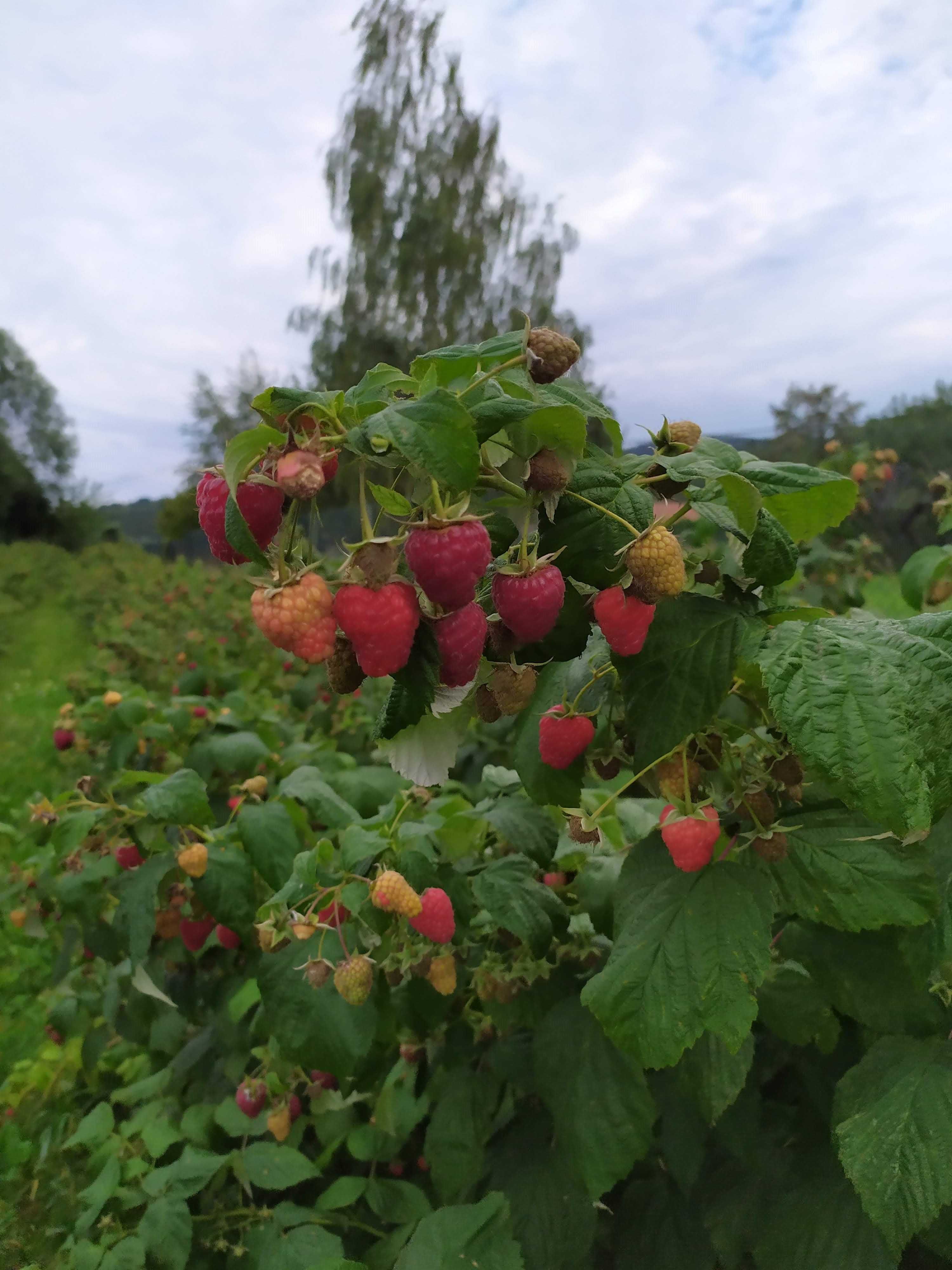 Maliny ze wsi – prosto z krzaka! 16 zł/kg