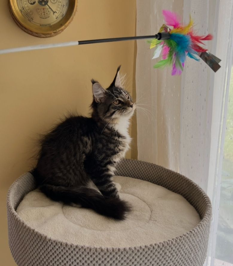 Piękna kotka Maine Coon
