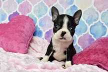 Boston Terrier śliczna dzieeczynka Lola