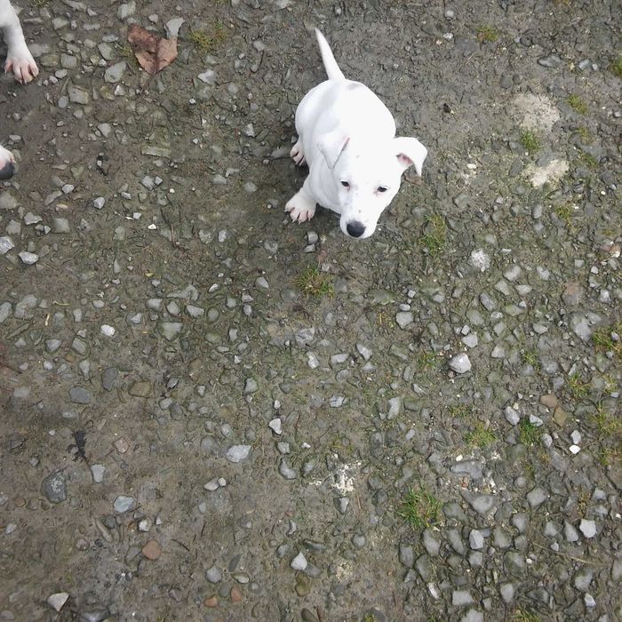 Jack Russell Terrier sunia