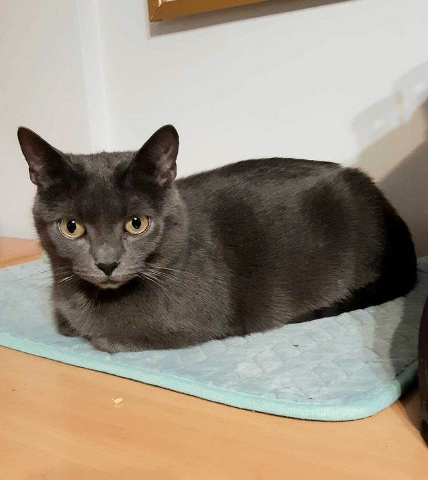 Rosyjska piękność do adopcji