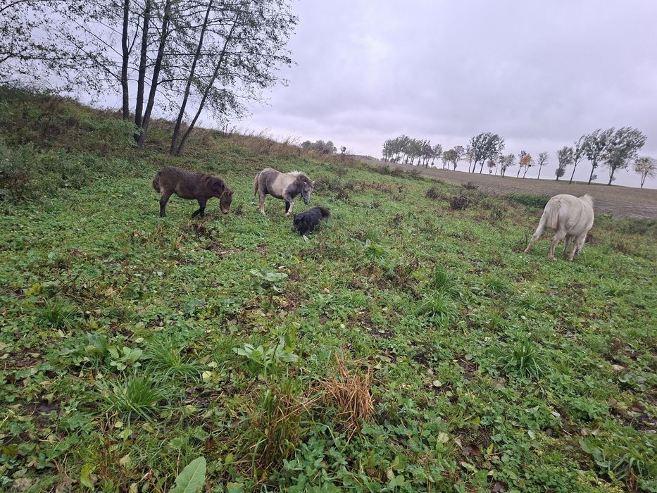 Kucyk klacz spokojna