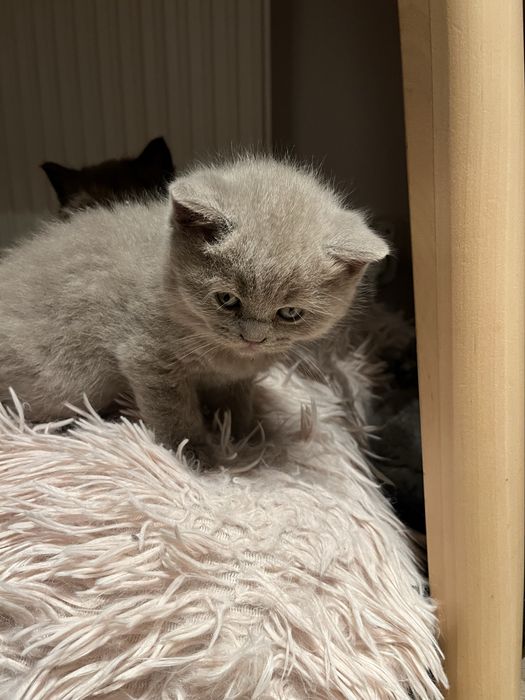 Kot brytyjski liliowy