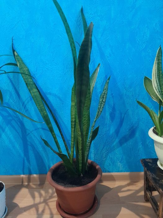 Продам сансевиерию