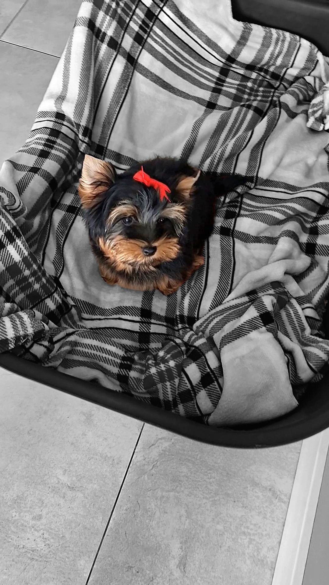 Doskonała laleczka Mia, sunia Yorkshire terrier