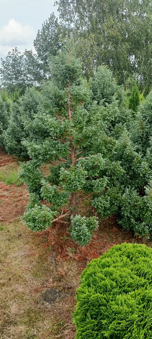 Tuja tuje szmaragd 170 cm. Tuje Brabant Waxen