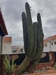 Cacto Sao pedro gigante