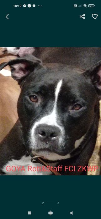 Amstaff piękny piesek ZKWP FCI rodowód