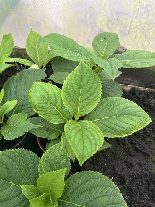 Продам молоді садженці гортензії хамеліон