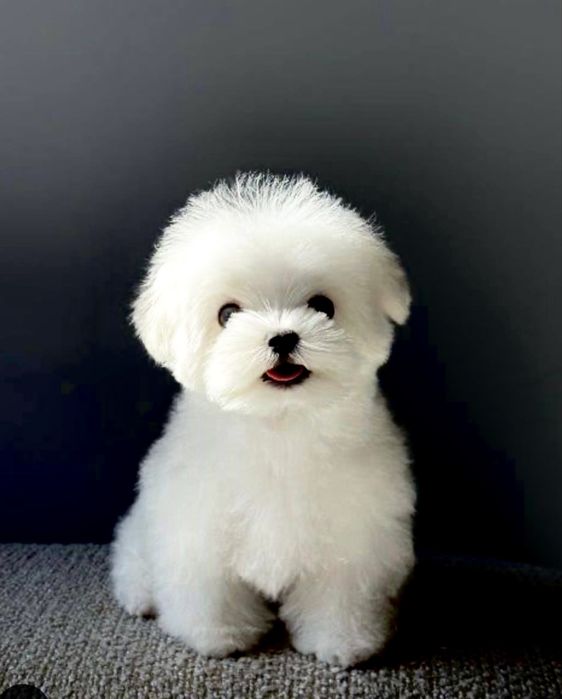 Грумінг салон, центр міста, Чернігів