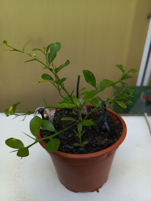 Цитрусовые растения для дома