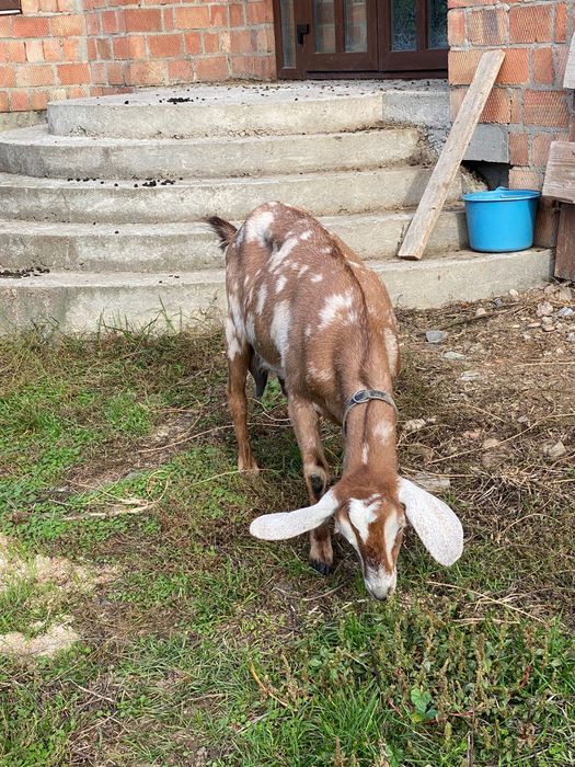 Англо-нубійські кози