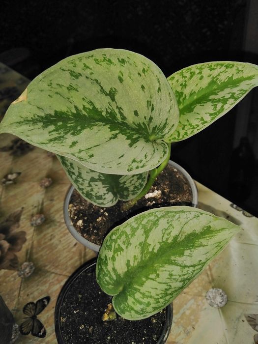 Розпродажа, рослини по 50грн.