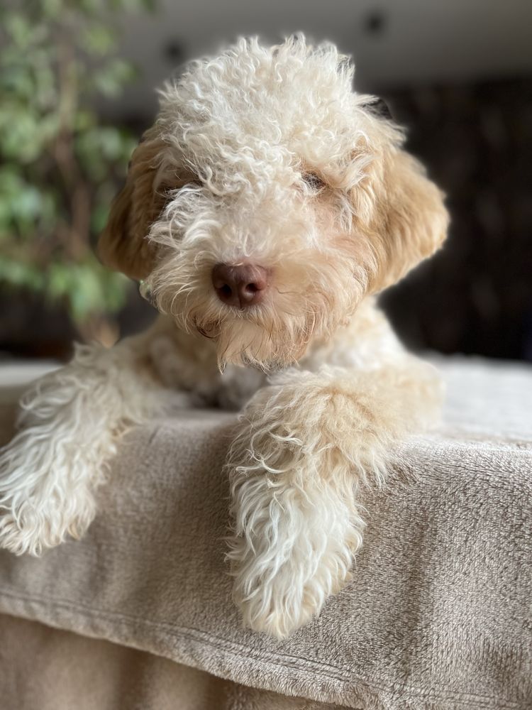 Лаготто Романьоло /Lagotto Romagnolo