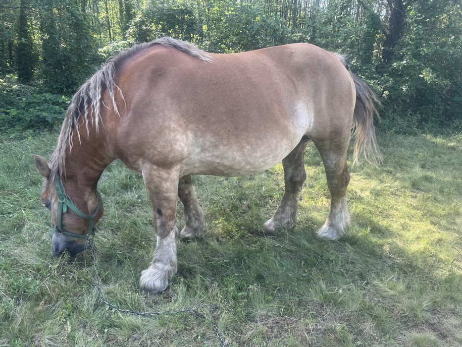 Zamienię klacz…..