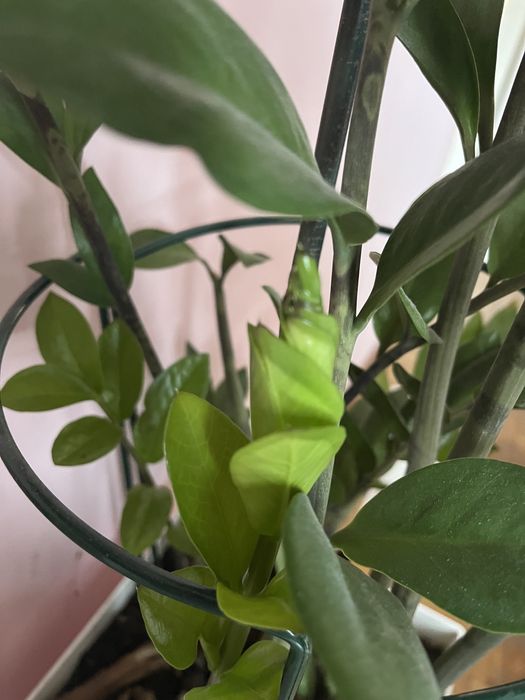 Zamioculcas duży i wysoka donica