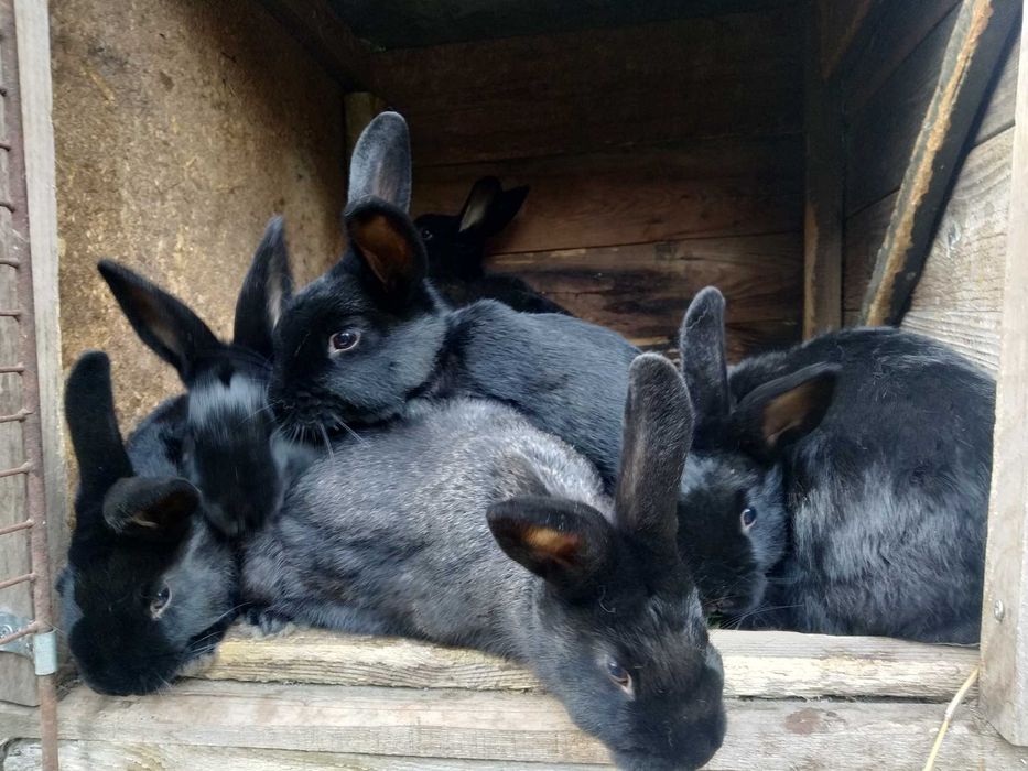 króliki do dalszej hodowli/ wiek 4,5 m-ca