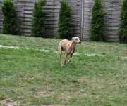 Whippet Chart Angielski- pies