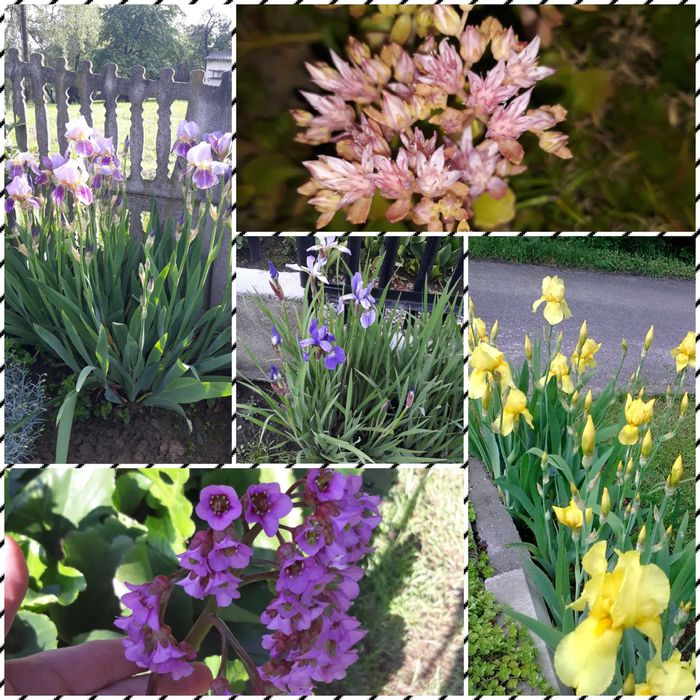 Coś dla miłośników bylin