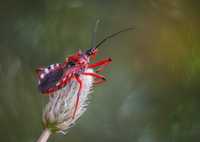 Красный Хищнец Ринокорис пауки скакуны Обмен на телефон Смартфон