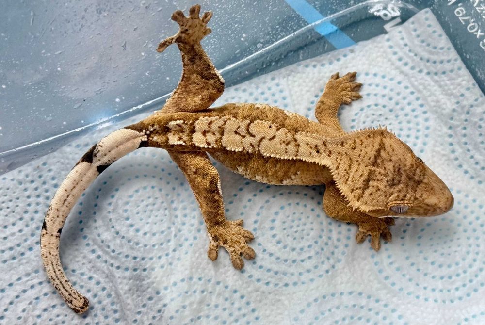 Gekon orzęsiony, Crested gecko - Yellow, pinstipe, harlequin, okazja!