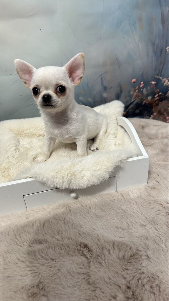 Cudowna dziewczynka chihuahua