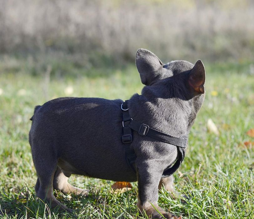 Хлопець міні в блакитному забарвленні