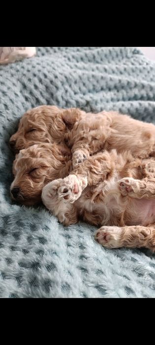 Bichpoo Cavapoo Pudel Toy