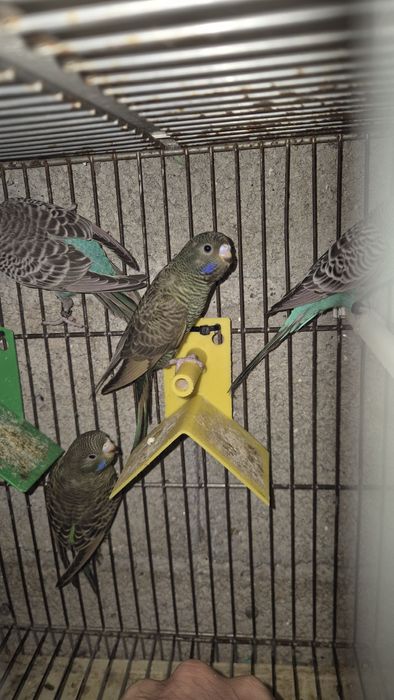 Periquito Blackface asa negra