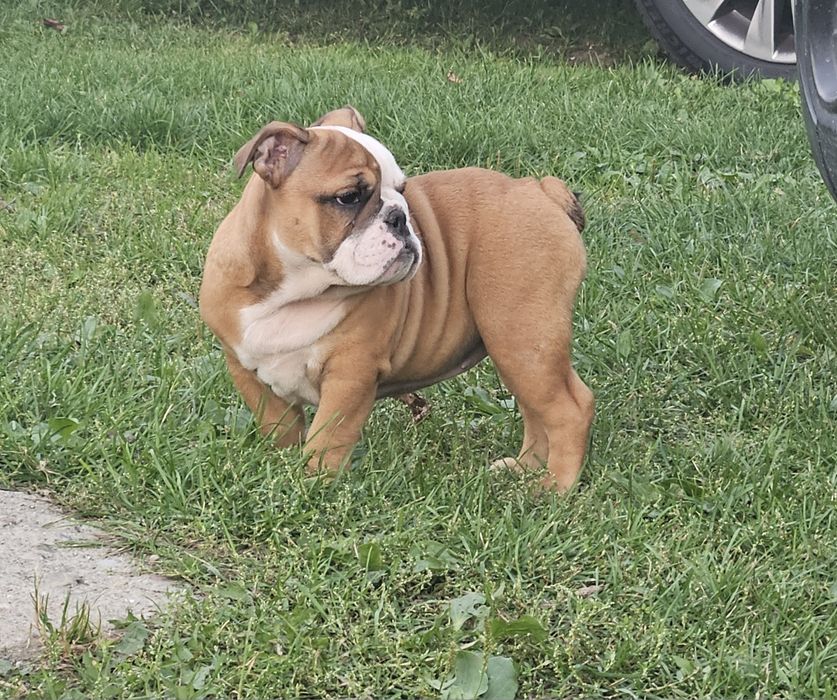 Buldog Angielski - suczka